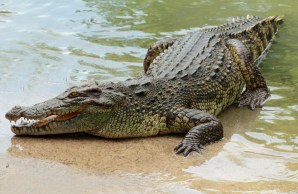 Waseso plans to travel all over Indonesia to find the best croc guards. Photo: Shutterstock