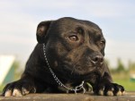 staffy shutterstock_63865714