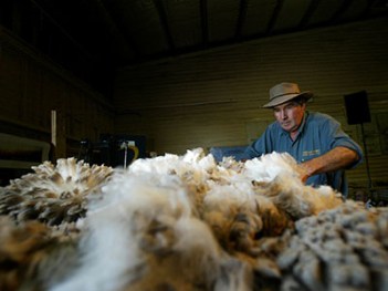 Brisbane,11 August, 2004. Wool Classer Sandy Kemp, gives the people at the Royal Brisbane Show (EKKA) a demo of his trade. There are around 38,000 Wool Classers in Australia. (AAP Image/Jason Weeding) NO ARCHIVING