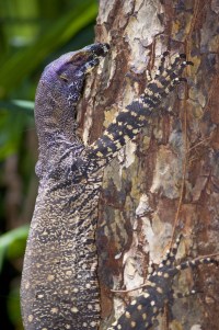Goannas can cause severe injuries if provoked. Photo: AAP