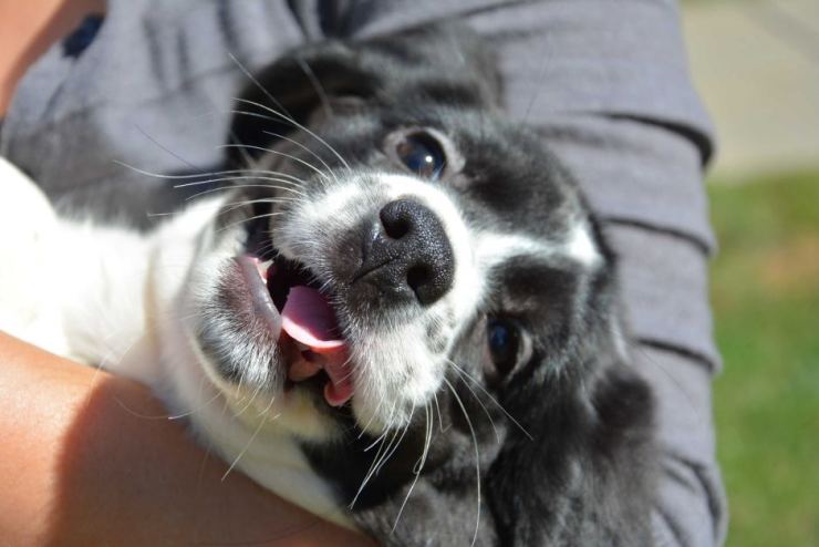 Mike Carroll, Cornell University College of Veterinary Medicine