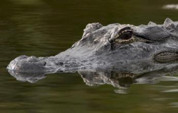 The reptile was swimming in a lake when he attacked. Photo: Getty