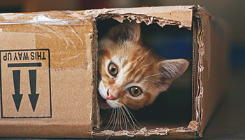 For when you really want to commit to the crazy cat lady vibe. Photo: Getty