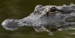 crocodile