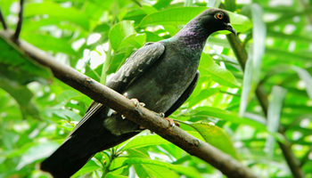 Low Angle View Of Pigeon Perching On Tree