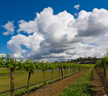 The region is littered with vineyards and cellar doors – some with their own restaurants. Photo: Getty