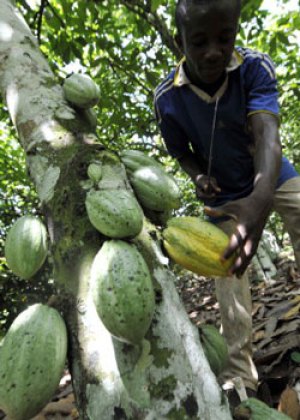 cocoa-beans-ivory-coast