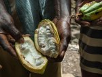cocoa fruit