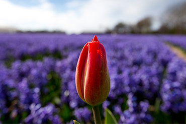 1880s Dutch tulip mania a lesson for today. Photo: AP