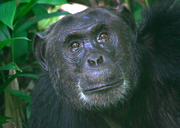 uganda chimpanzee monkey