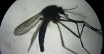 SANTO DOMINGO, DOMINICAN REPUBLIC - FEBRUARY 10: An aedes aegypti mosquitoes that carries the Zika virus is seen at a laboratory of the National Center for the Control of Tropical Diseases (CENCET) in Santo Domingo, Dominican Republic on February 10, 2016. (Photo by Stringer /Anadolu Agency/Getty Images)