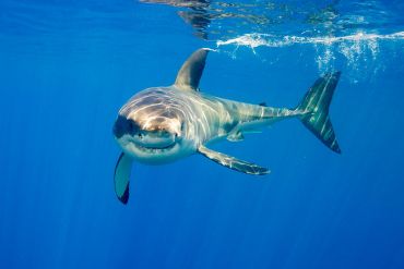 There were 18 unprovoked shark attacks in Australia in 2015. Photo: Barcroft/Getty