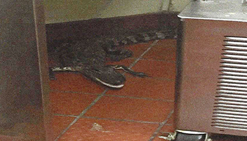 One sandwich, please. Make it snappy. Photo: Florida Fish and Wildlife Conservation Commission/AP