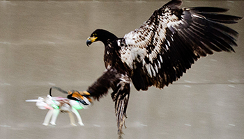 Dutch police are already training eagles to attack drones. Photo: Dutch Police/AP