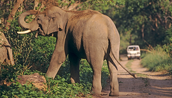 The elephant went through a crushing ordeal. Photo: AAP