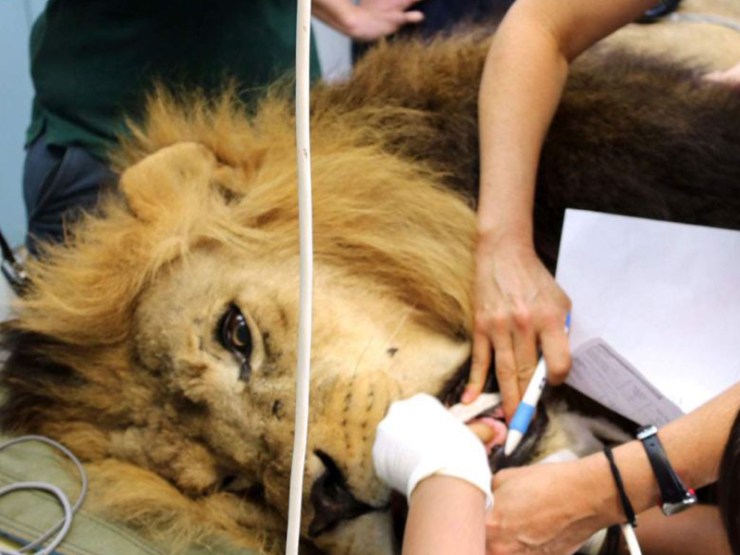 Photo: ABC News/Charlotte Hamlyn