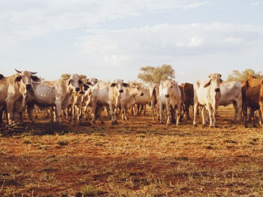 cattle