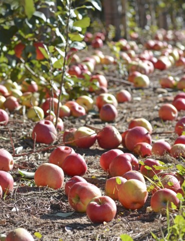 rotten-apple-220216-newdaily