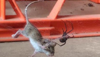 Lauren Donaldson took this photo of a redback spider capturing a field mouse on Wednesday. Photo: Lauren Donaldson