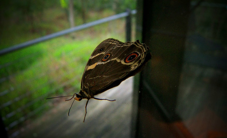 There's wildlife everywhere you look. Photo: Mark Berry/The Bower
