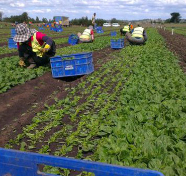 The health department said it could be weeks before the cause of the outbreak was determined.