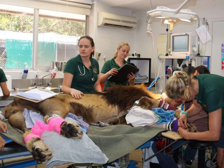 Veterinarians said Mandela's dental problems were identified after a routine examination. Photo: ABC News/Charlotte Hamlyn