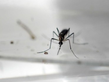 A Zika mosquito.