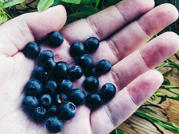 Cropped image of palm holding fresh acai berries