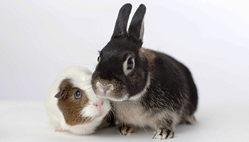 Left: Guinea pig. Right: Guinea pig? Photo: Getty
