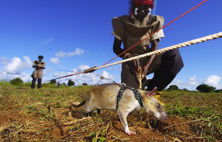 A landmine detector rat in Mozambique. Photo: Getty