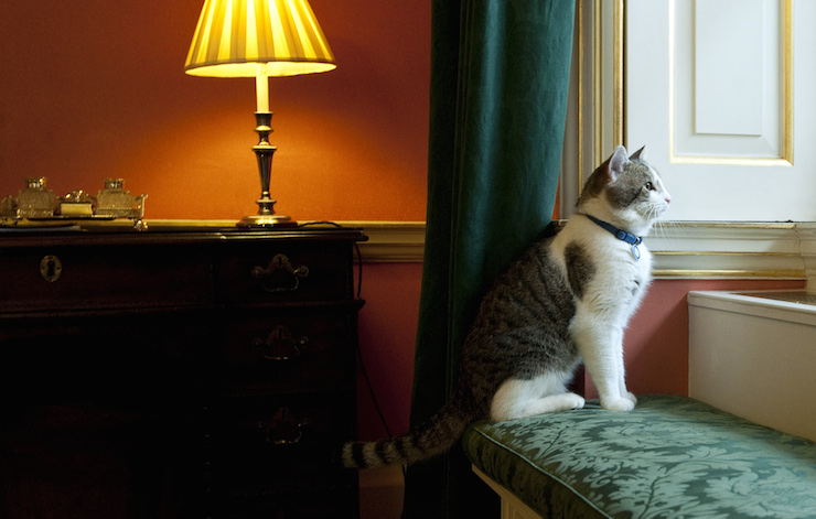 Chief Mouser Larry keeps watch over No. 10 Downing Street. Photo: Getty