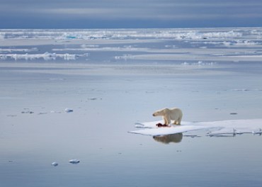 polar bear arctic