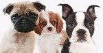 0407dogs-edm-image