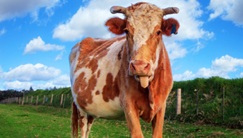 Hopefully the incident didn't put police in a bad mooood. Photo: Getty