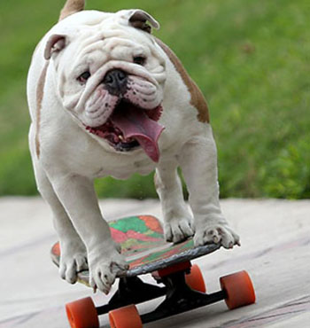 The British bulldog, like Otto, is a brachycephalic breed.
