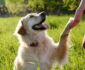 Giving you a paw doesn't always mean they want to shake on it. Photo: Getty/Supplied