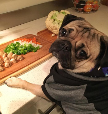 Vets say pugs like Doug ,brachycephalic dogs, are prone to serious complications.