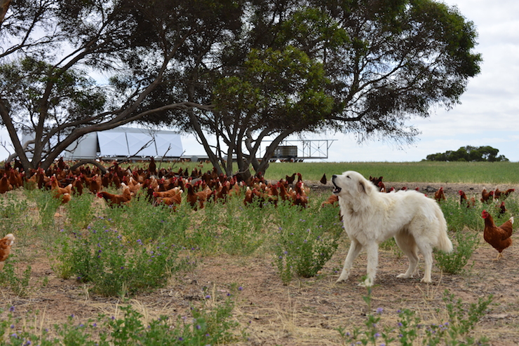 The Hoods' dog Rose on the farm.