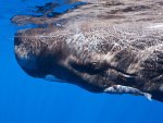 Sperm whale
