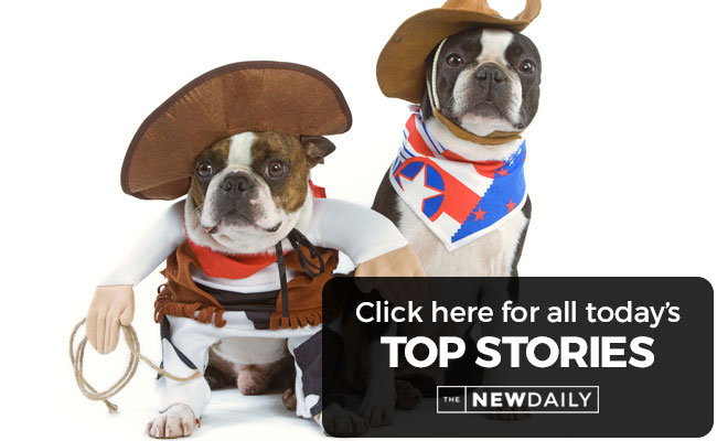 top-stories-dogs