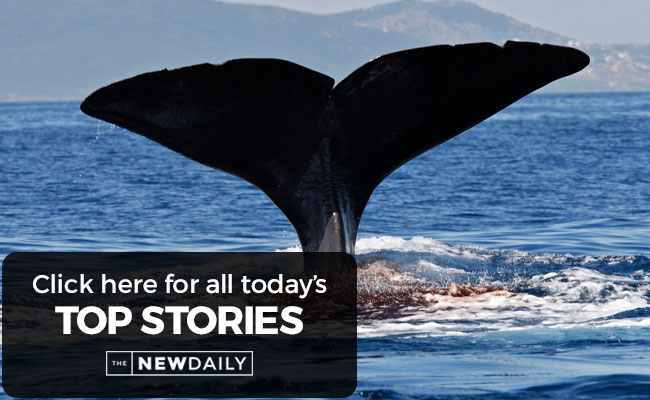 top-stories-whale