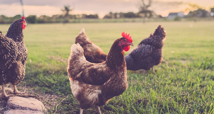 CEO Heather Neil said free range hens should be stocked at a maximum rate of 1500 hens per hectare