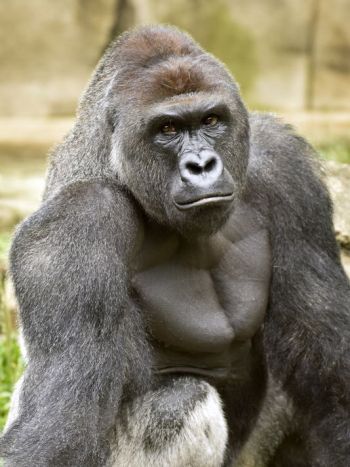 harambe gorilla