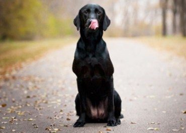 labrador hungry