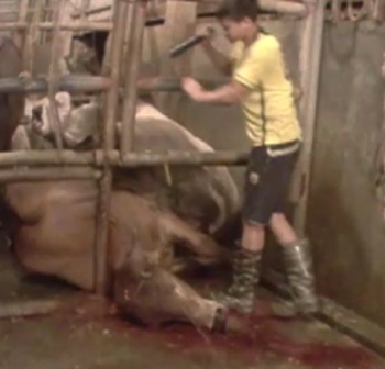 cattle sledgehammer vietnam