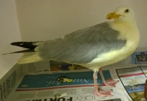 Gull-frezi after the clean-up. Photo: Facebook.