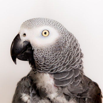 Grey African parrots are apparently known for their mimicking ability. Photo: Getty