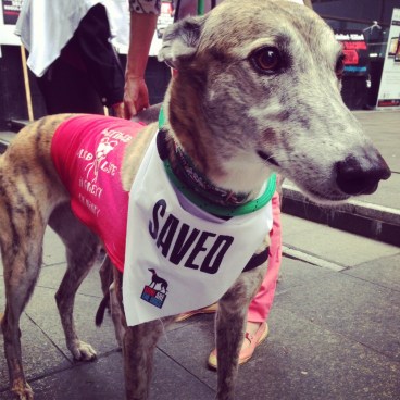 "There are too many concerns for these dogs for this sort of industry to continue," Lisa White said. Photo: AAP