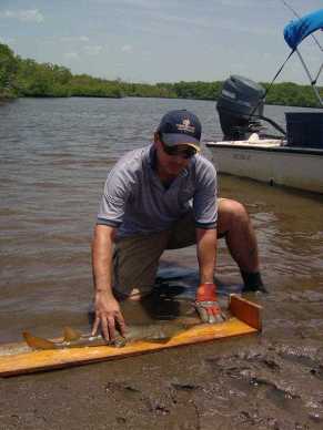 Australian scientists have developed a cutting-edge test that could give the critically endangered largetooth sawfish a better chance of survival.