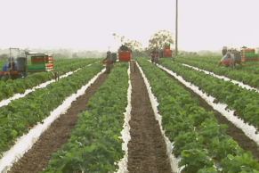 Strawberry pickers on Ti Strawberry Farm, Bullsbrook, WA.